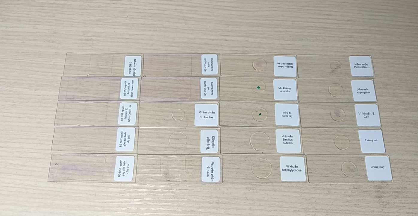 Phương pháp làm tiêu bản hiển vi