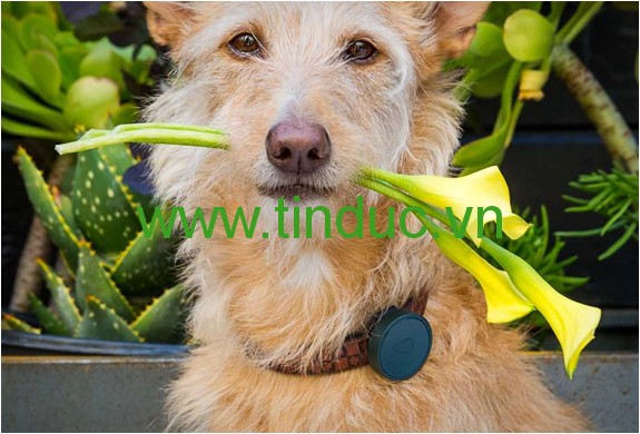 Vòng cổ định vị vệ tinh dành cho thú cưng