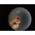 Kính hiển vi sinh học soi tinh trùng, tế bào Carson MS-040 (40-800x)  kèm Camera (Hãng Carson - Mỹ)3