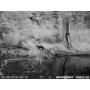 Máy bẫy ảnh Spypoint Force-20 (Hãng Spypoint - Canada) 5