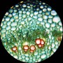Kính hiển vi hai mắt LED AmScope B120C-E5 (40X-2500X, kèm Camera) - (Hãng AmScope - Mỹ) 7