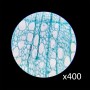 Kính hiển vi sinh học soi tinh trùng, tế bào Terino 116NL (40-800x) - Hàng chính hãng 5