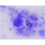 Kính hiển vi hai mắt cao cấp soi tinh trùng, vi khuẩn, tế bào Carson MS-170 (40-1600X) kèm Camera 5.1 MP (Hãng Carson - Mỹ) 6