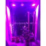Đèn Led chống nước trồng cây trong nhà Terino D38FS (300W, Full Spectrum, đèn toàn dải quang phổ) - Hàng chính hãng 6
