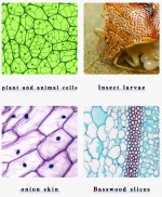 Kính hiển vi sinh học soi tinh trùng, tế bào Terino XW-001 ( phóng đại 40x-800x ) kèm Camera - Hàng chính hãng 2