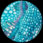 Kính hiển vi sinh học 3 mắt AmScope T120 (Phóng đại 40X–2000X, Đèn LED, Bàn cơ 3D, Đầu Siedentopf, Camera C-mount 5MP USB 3.0) - (Hãng AmScope - Mỹ) 1