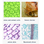 Kính hiển vi sinh học 2 mắt soi tinh trùng, tế bào Terino XW-003 (phóng đại 40X-1000X, chiếu sáng Led kép) - Hàng chính hãng 6