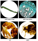 Kính hiển vi sinh học 2 mắt soi tinh trùng, tế bào Terino XW-003 kèm Camera 5.1 MP  (phóng đại 40X-1000X, chiếu sáng Led kép) - Hàng chính hãng 2